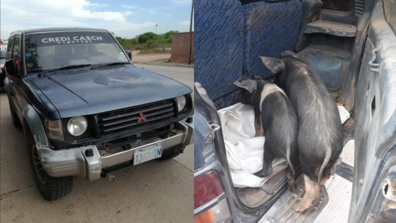 Yacuiba: Policía captura a los «Roba Cuchis» eran el terror de los porcinos, robaban y escapaban