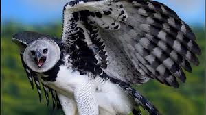 Ecuador y España se unen para proteger al águila harpía