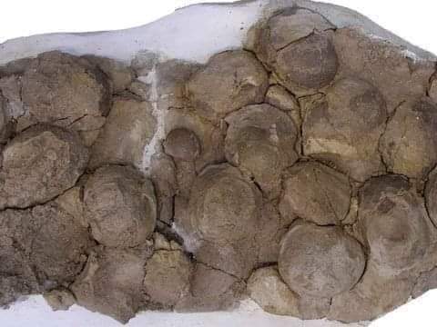 Hallan más de 100 huevos fosilizados de dinosaurio en Argentina