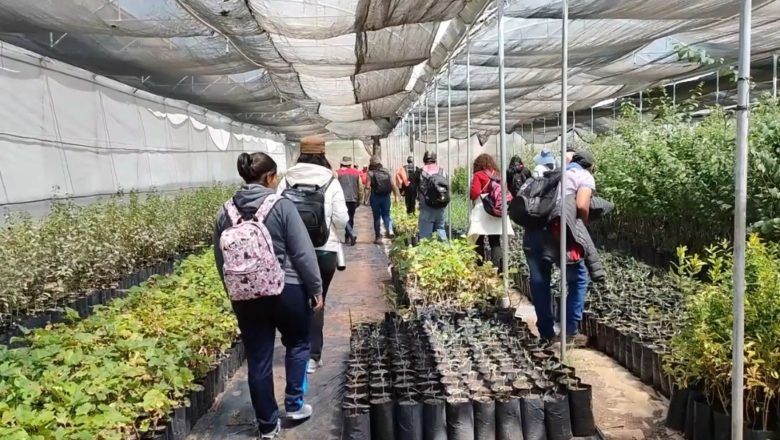 Alcaldía entregará plantines a productores tarijeños para promover la obtención de aceite de oliva