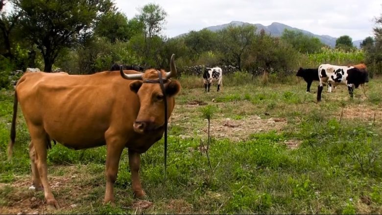 Alcaldía de Tarija desparasitó y dotó de vitaminas a 3.464 cabezas de ganado bovino