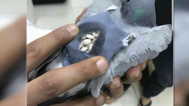 Perú: “Cae” Paloma con 300 gramos de droga , intentaba ingresar a un penal