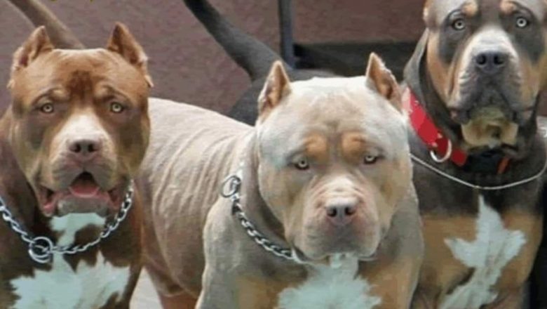 Jujuy Argentina: Se escaparon 3 Pitbulls y atacaron a una ciudadana que barría la vereda