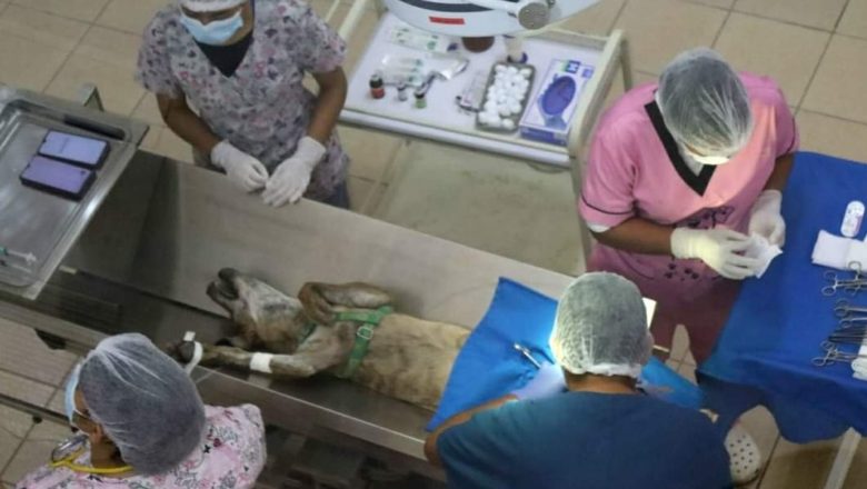 Villa Montes: Inició Campaña de esterilización química y quirúrgica para canes y felinos