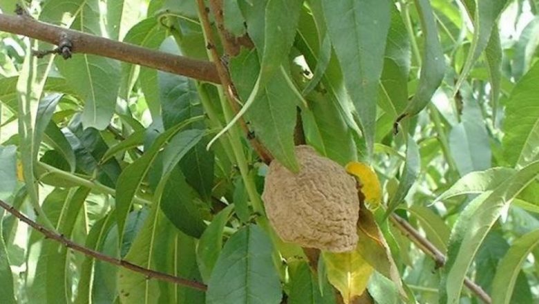 <strong>Cambio climático causa una pérdida de 80% de la producción en Tomayapo-Tarija</strong>