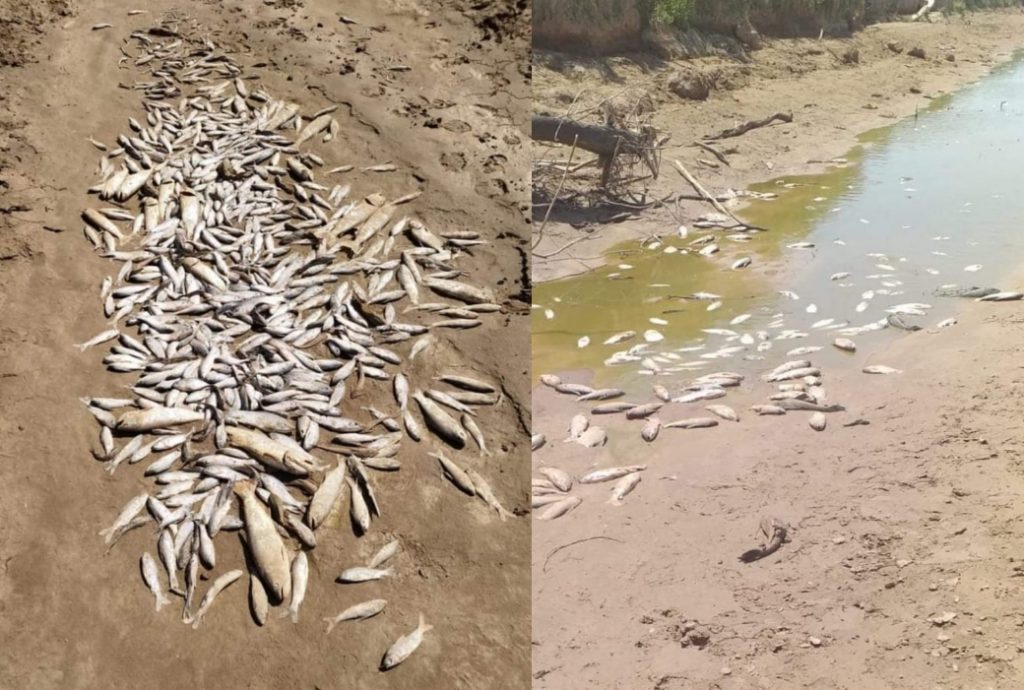 El rio Pilcomayo sufre graves efectos de la sequía, como la mortalidad de peces