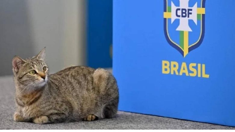 <strong>Brasil adoptó al gato maltratado para evitar la maldición y hasta lo bautizó como ‘Hexa’</strong><strong></strong>