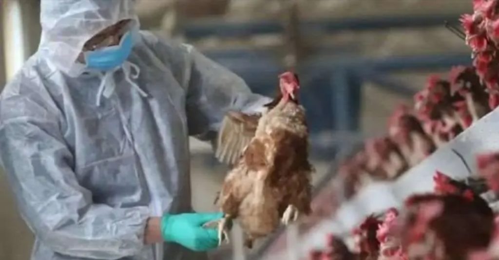 Padre de la niña fallecida en Camboya por gripe aviar da positivo en virus
