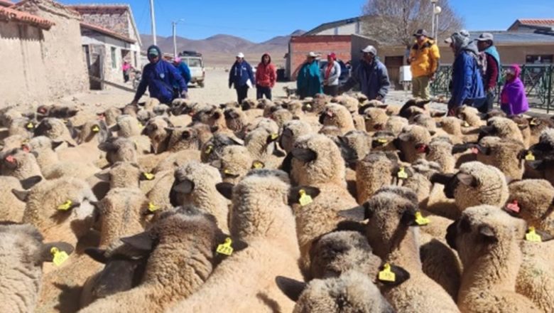 Gobierno potencia producción de ganado ovino en el Municipio de Yunchará