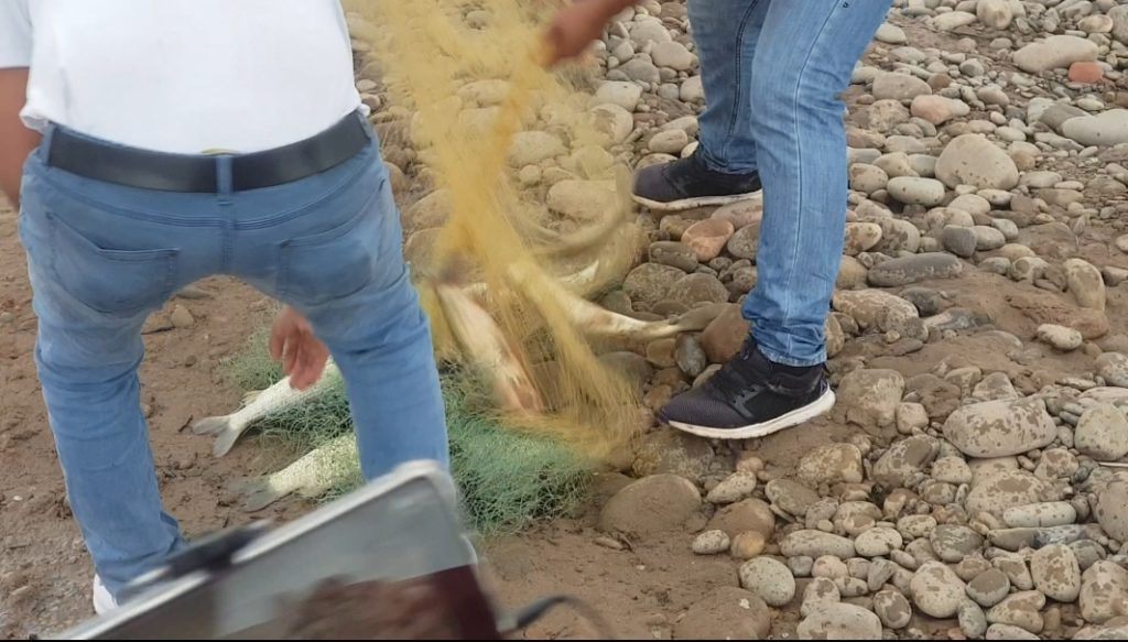 Tarija: Estudio por entidades Nacionales descartan metales pesados en pescados, por lo tanto afirman estar aptos para el consumo