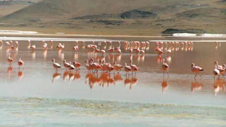 Lluvias logran aumentar caudal de las lagunas en la zona alta de Tarija