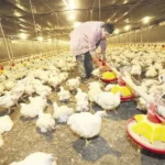 “Hay sectores que ya están paralizando actividades” en Cochabamba y aviculturos deberán sacrificar a 9 millones de aves por falta de alimento