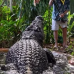 El cocodrilo más grande del mundo en cautiverio mu3re en Australia a los 110 años