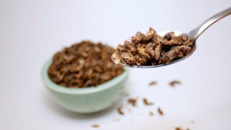 Cuántos insectos deberíamos consumir para sustituir nutritivamente a la carne de pollo, cerdo o vaca