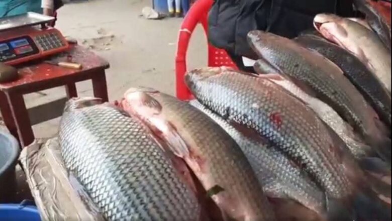 Villa Montes : Incrementó el consumo de sábalo del Pilcomayo