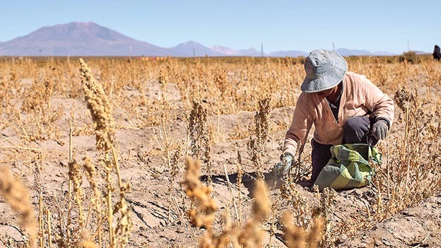 Heladas y granizadas dejan 366.943 familias afectadas