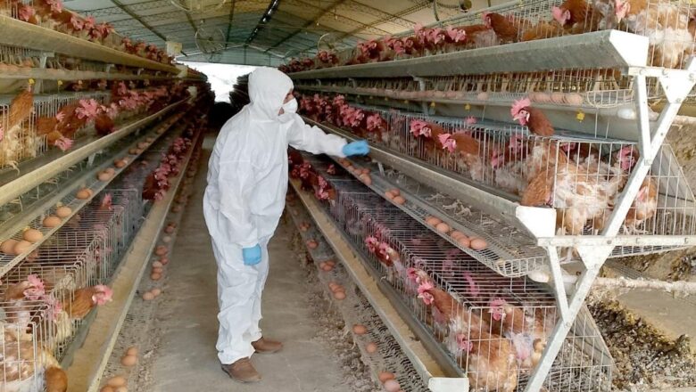 Descartan casos de gripe aviar en el país; refuerzan control en fronteras y ferias