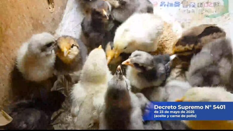 Aduana Nacional aplica Arancel Cero para la importación de insumos y materia prima para industrias avícola y de aceite