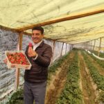 Alcalde de Tarija afirma que producción de frutilla en Cercado generó un movimiento económico de Bs. 46 MM