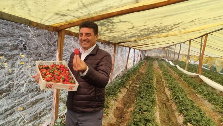 Alcalde de Tarija afirma que producción de frutilla en Cercado generó un movimiento económico de Bs. 46 MM
