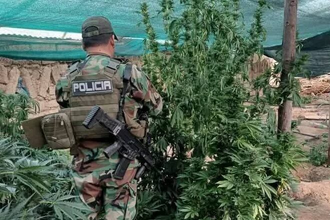Potosi: Encuentran plantaciones de marihu4na en lagunillas