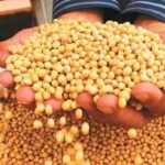 Productores piden garantizar diésel para la cosecha: «es para que no falte aceite en los mercados»