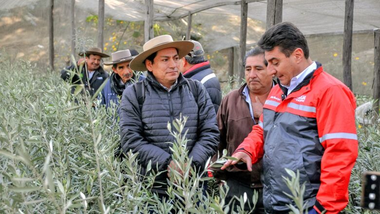 Alcalde de Tarija estima que producción de aceitunas y aceite de Oliva generarían Bs. 12 millones