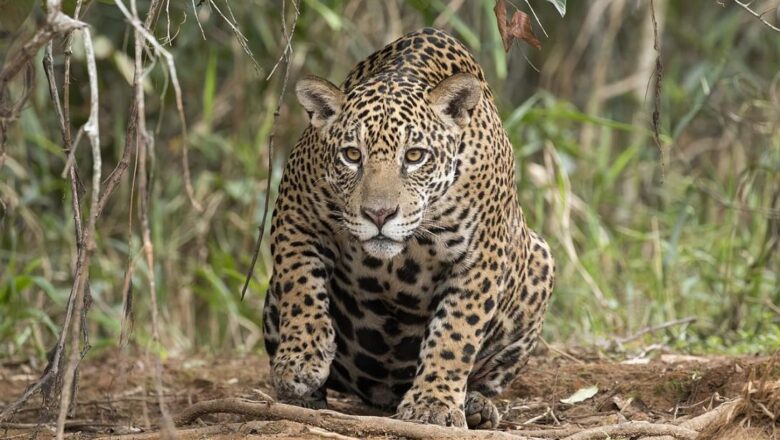 Gobierno solicita la nulidad y cesación del fallo que protege al jaguar y su hábitat