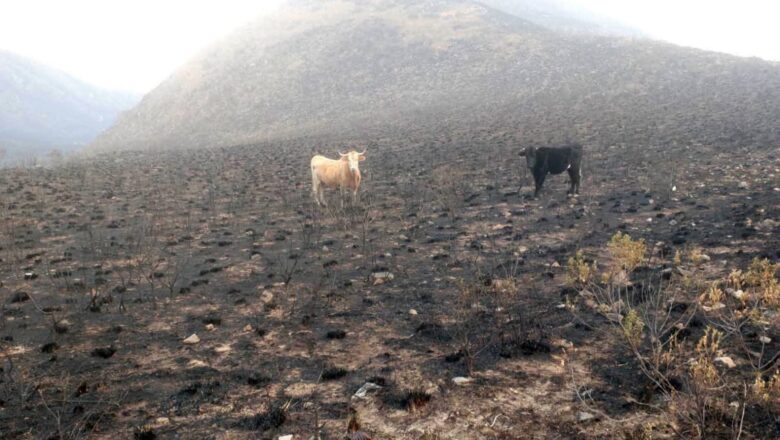Comunarios de Bella Vista piden ayuda urgente para alimentar al ganado tras incendio en la serranía de Sama