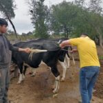 VillaMontes : Unidad pecuaria realiza asistencia técnica para el mejoramiento genético bovino en Palmar Grande