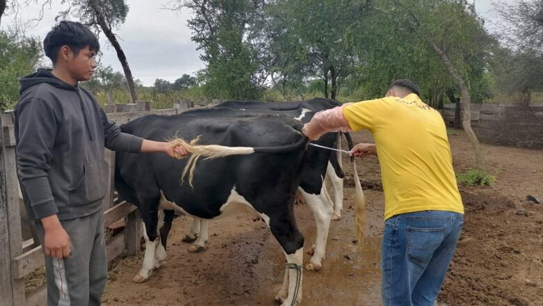 VillaMontes : Unidad pecuaria realiza asistencia técnica para el mejoramiento genético bovino en Palmar Grande