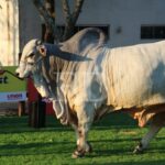 Teo FIV, de la cabaña Santa Bárbara, es el animal más pesado de la Expocruz 2025 con 1.275 kilogramos