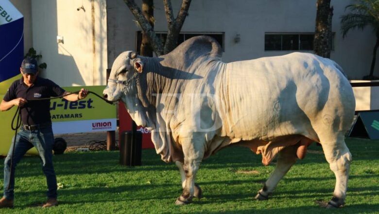 Teo FIV, de la cabaña Santa Bárbara, es el animal más pesado de la Expocruz 2025 con 1.275 kilogramos