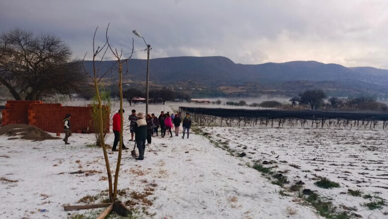 tarija: Granizada arrasa cultivos en comunidades rurales, Dirigente Rivelino Centeno exige seguro agrario