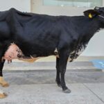 Concurso lechero: «Catalina es única», la ganadora alcanza a producir 91 kilos de leche diarios