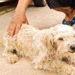 Más de 1.700 mascotas protegidas contra la rabia en Villa Montes