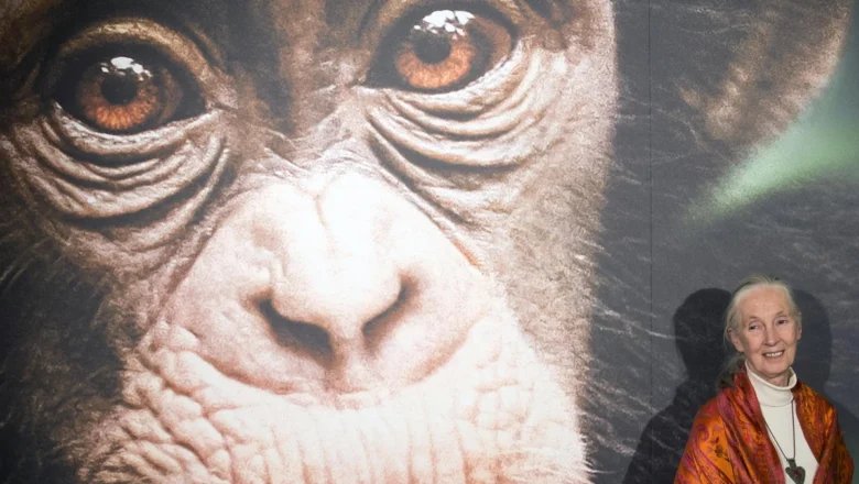 Mu3re Jane Goodall, la ‘Lady Chimpancé’ que dedicó su vida al estudio de estos primates