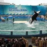 Ecologistas celebran el cierre del Seaquarium de Miami tras décadas de protestas