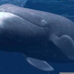 Fabuloso descubrimiento: la ballena boreal vive 200 años porque repara su ADN dañado