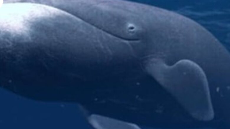 Fabuloso descubrimiento: la ballena boreal vive 200 años porque repara su ADN dañado