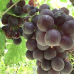 ASOVIT-CHACO se alista para la Vendimia Chaqueña 2025