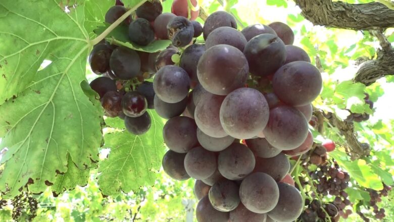 ASOVIT-CHACO se alista para la Vendimia Chaqueña 2025