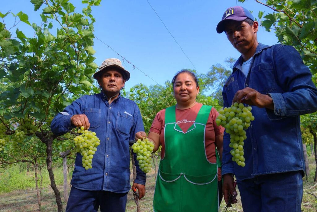 Villa Montes impulsa la producción de las primeras uvas en Caigua