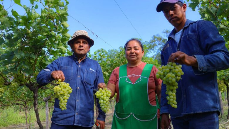 Villa Montes impulsa la producción de las primeras uvas en Caigua