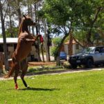 Gobernación de Tarija apoya nuevo encuentro de carreras cuadreras este sábado en La Tablada