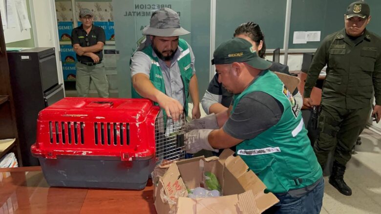 Decomisan aves silvestres enviadas ilegalmente desde Tarija a Santa Cruz