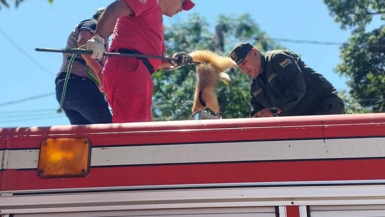 Rescatan a un oso mielero en Yacuiba, misterio sobre su procedencia