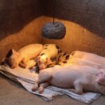 Impulsamos la productividad porcina con asistencia técnica y capacidad a productores