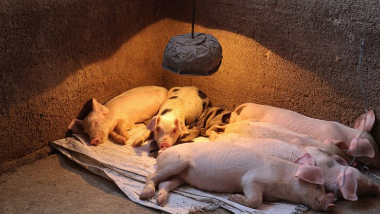 Impulsamos la productividad porcina con asistencia técnica y capacidad a productores