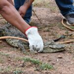CODEFAUNA Villa Montes rescata y libera ejemplar de yacaré